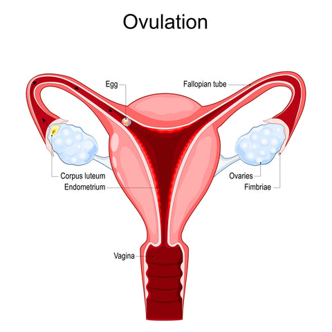 Ovulation - Corpus Luteum in Ovary and Egg in Fallopian Tube
