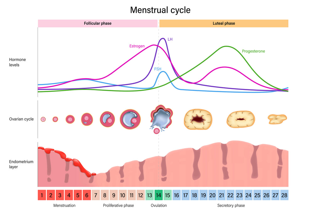 Healthy Menstrual Cycle - Hormone Levels, Ovary, and Endometrium in Uterus