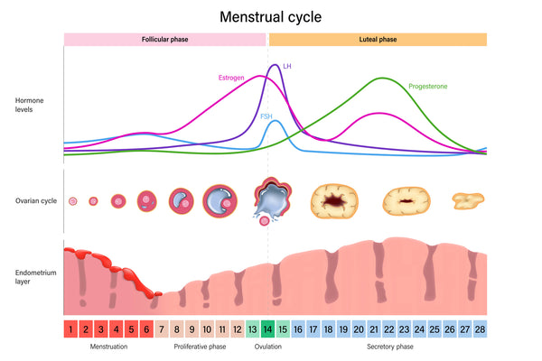 Healthy Menstrual Cycle