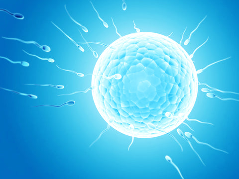 Healthy Male Fertility - Herbal Medicine for Male Infertility *