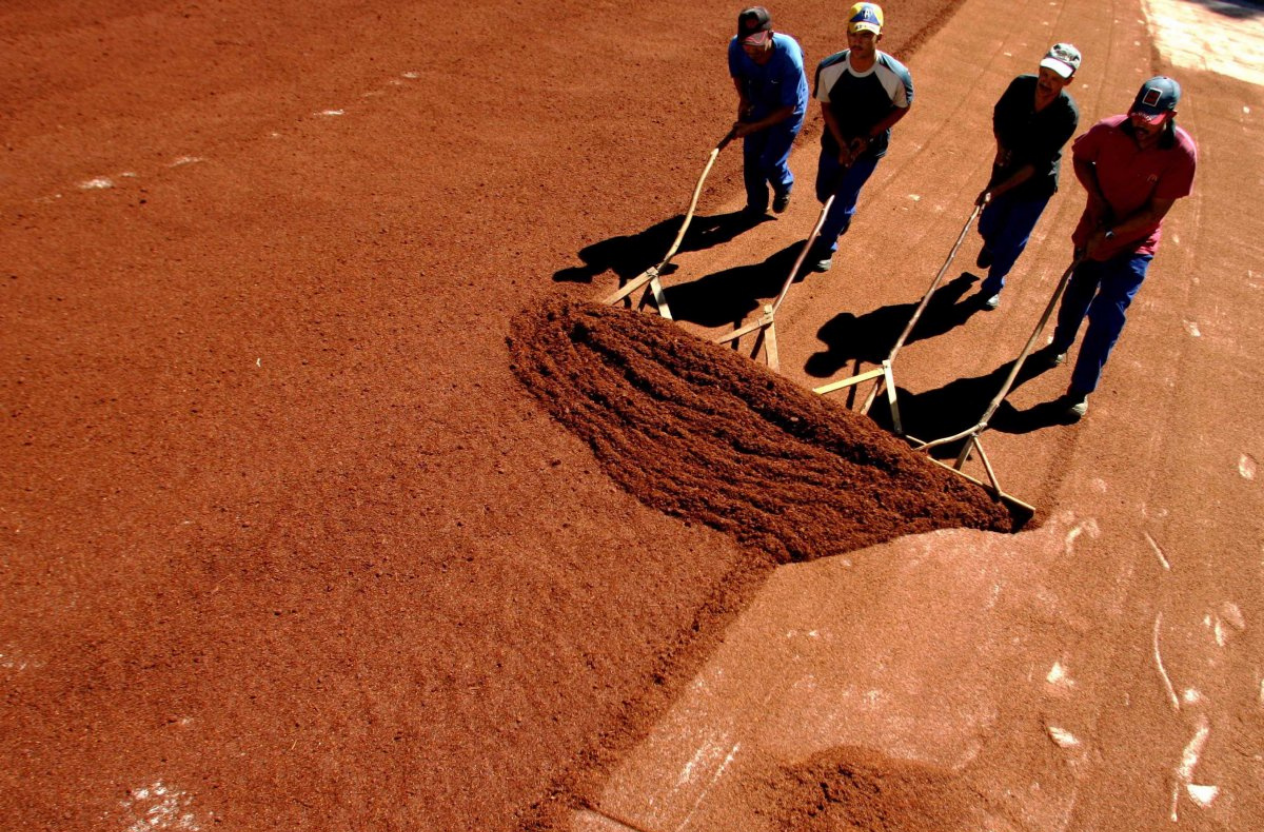 Rooibos tea process