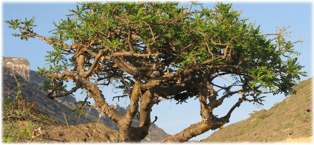 A frankincense tree with twisted branches and green leaves stands on rocky terrain against a backdrop of rugged mountains under a clear blue sky.