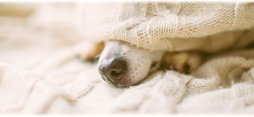 A peaceful image of a dog curled up and sleeping soundly on a soft blanket, demonstrating relaxation and tranquillity.