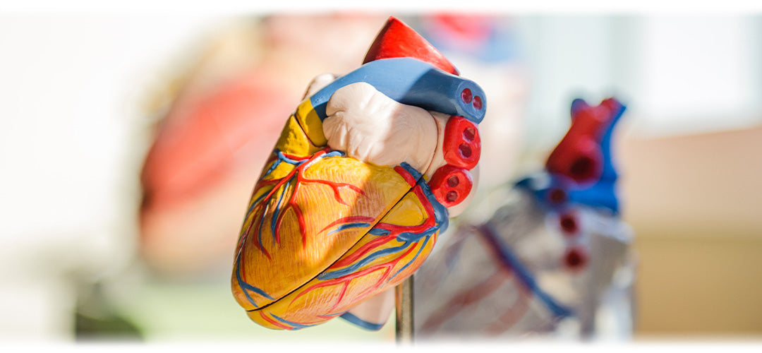 Illustration showing blood circulation in the body, emphasising cardiovascular health.