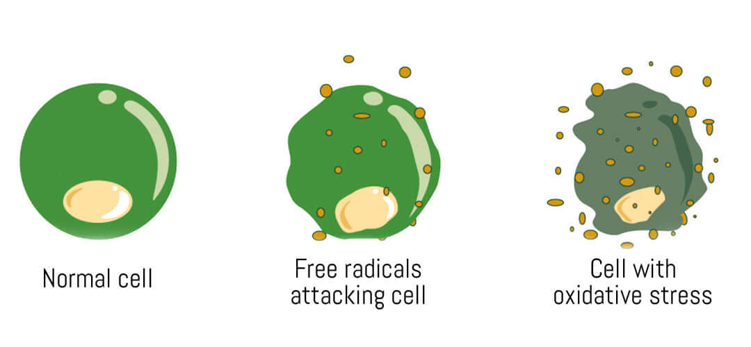 An image representing oxidative stress, accompanied by text explaining its implications. The image illustrates the concept of oxidative stress and its impact on health and ageing.