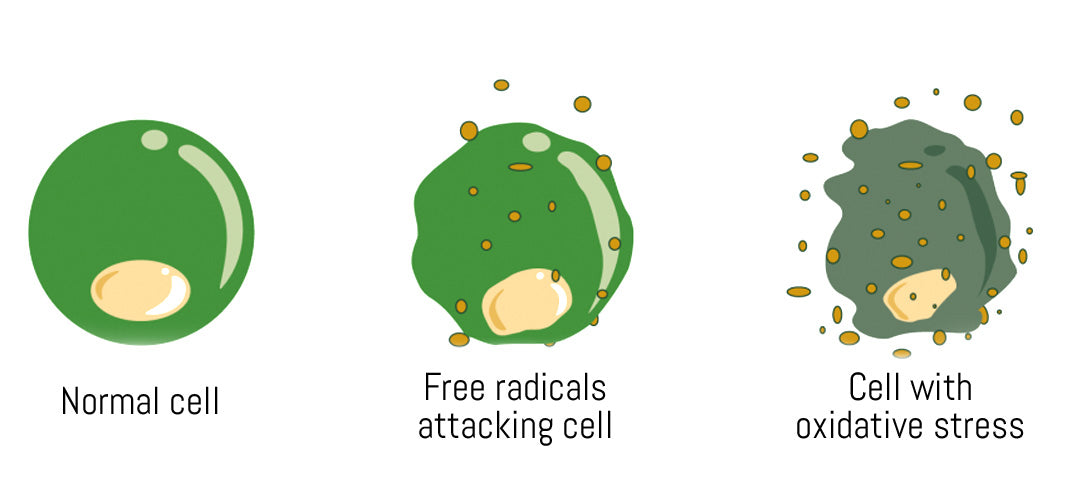 An image representing oxidative stress, accompanied by text explaining its implications. The image illustrates the concept of oxidative stress and its impact on health and ageing.