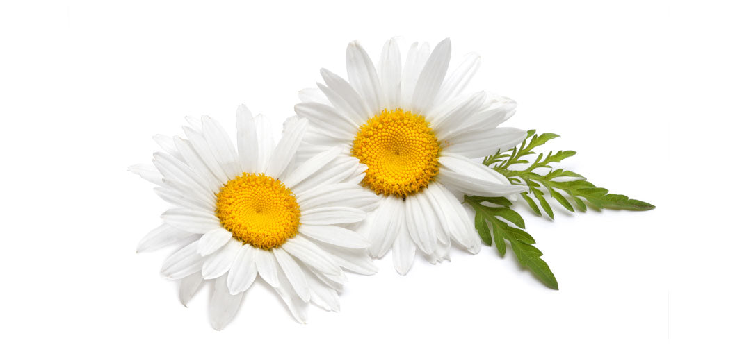 Two fresh chamomile flowers with white petals and vibrant yellow centers, accompanied by a green leaf, set against a white background.