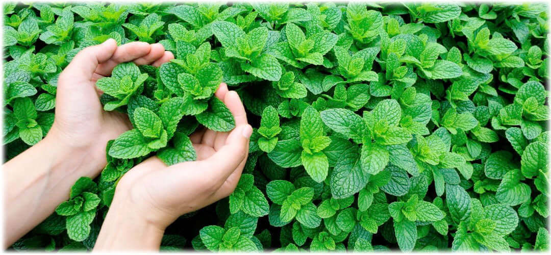 Hands gently touching fresh mint, the essence of Lily & Loaf's refreshing natural products.