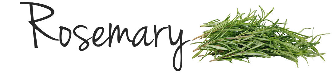 A bundle of fresh rosemary sprigs with green leaves against a white background