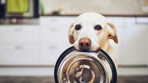 Is an Elevated Pet Feeder Good for My Dog or Cat?