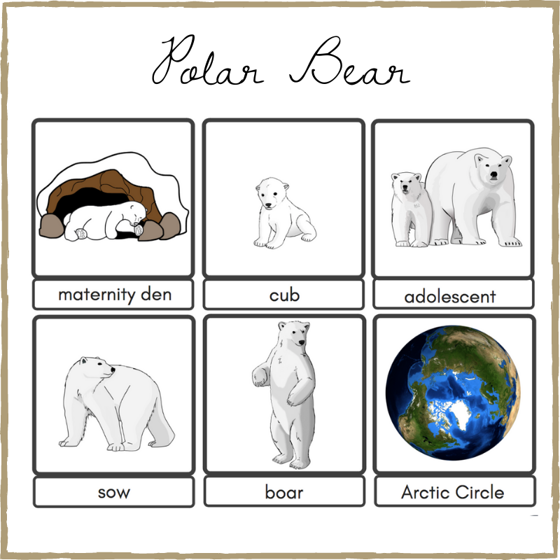 polar-bear-life-cycle-learning-with-play