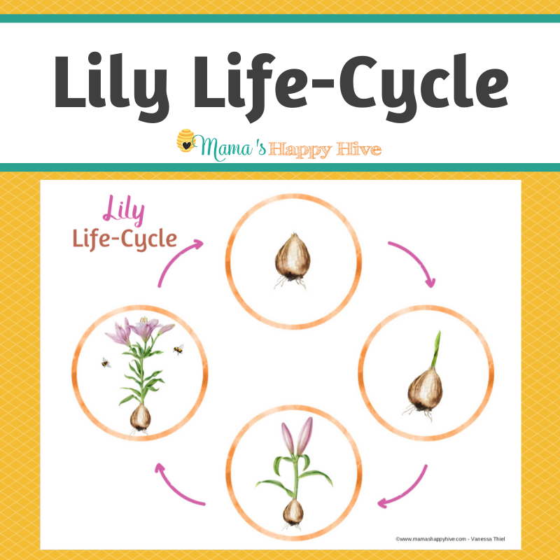 Lily Life Cycle Montessori 3 Part Cards And Spinner Learning With Play 