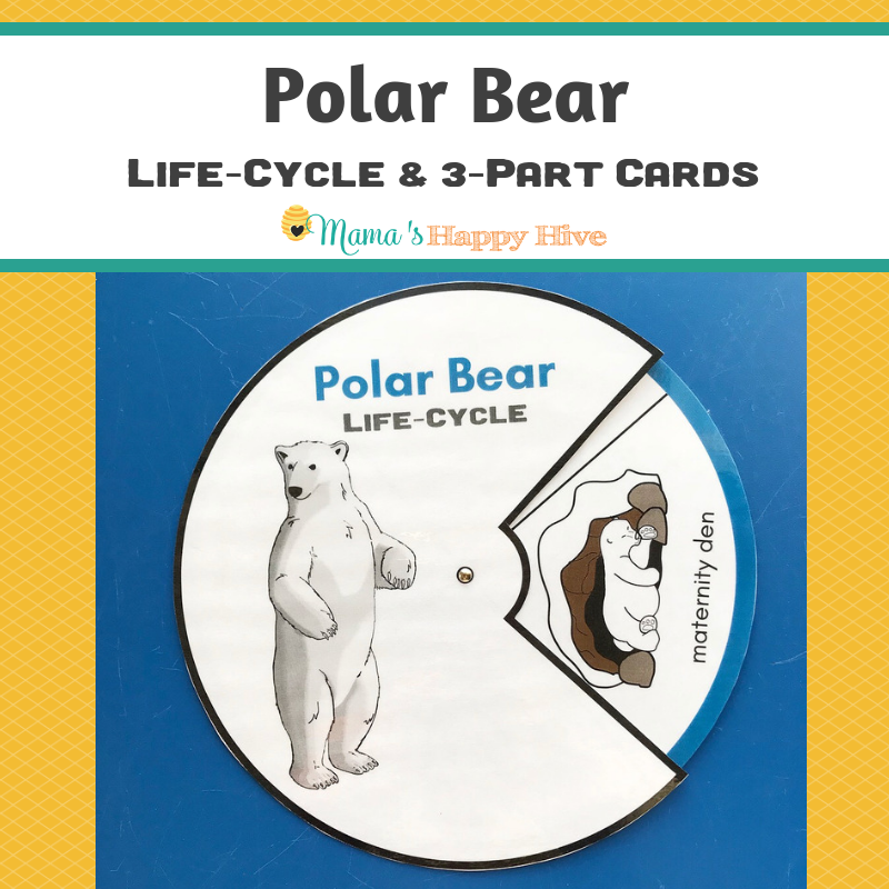 Polar Bear Life Cycle Learning With Play