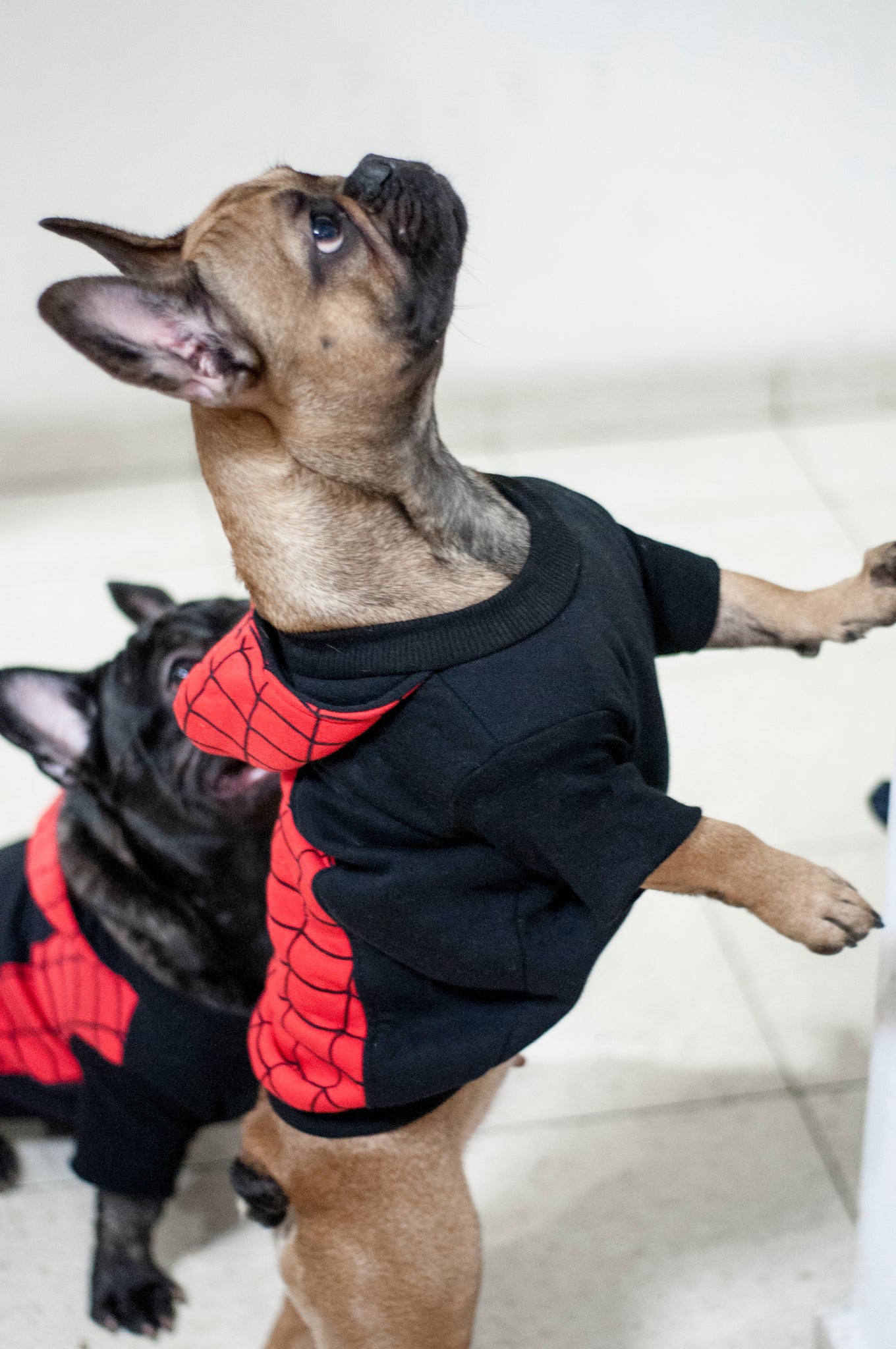 spider man dog hoodie