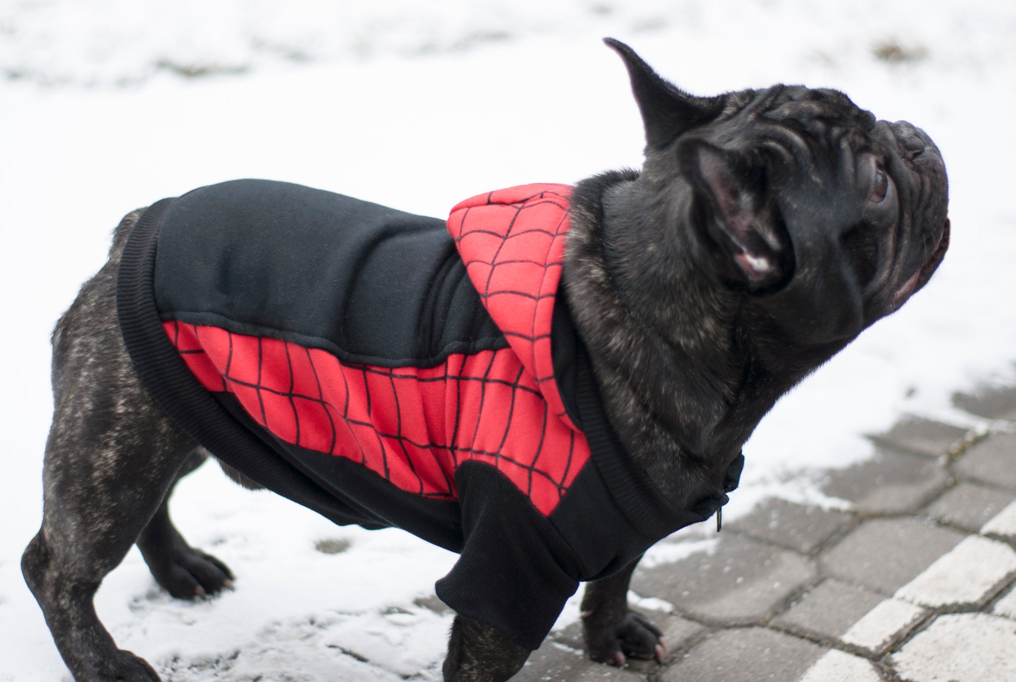 spider man dog hoodie