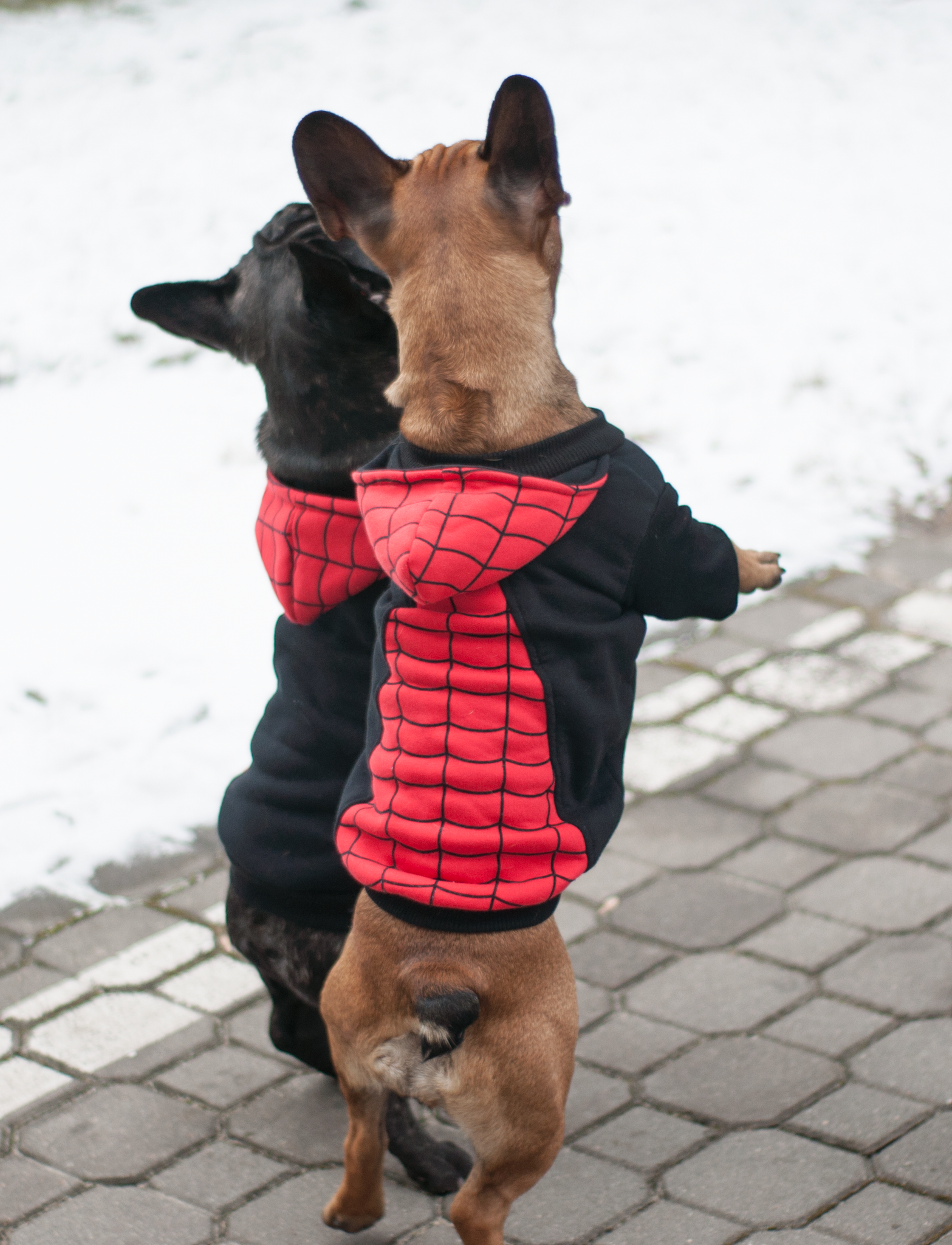 spider man dog hoodie