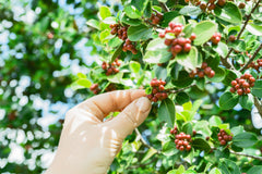 harvesting coffee beans, sourcing coffee beans