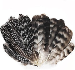 Turkey and Pheasant Feathers