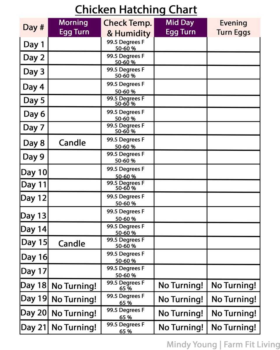 Chicken Egg Incubation Chart & Calendar Set Farm Fit Living