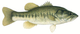 Florida Largemouth Bass