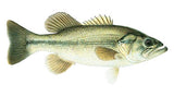 Native Largemouth Bass