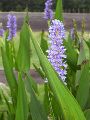 Pikcerelweed