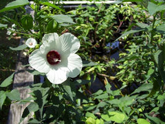 Rose Mallow