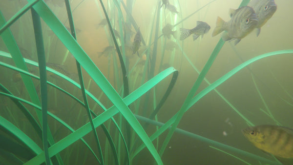 Artificial Fish Habitat Enhancement
