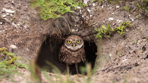 Burrowing Owl at home