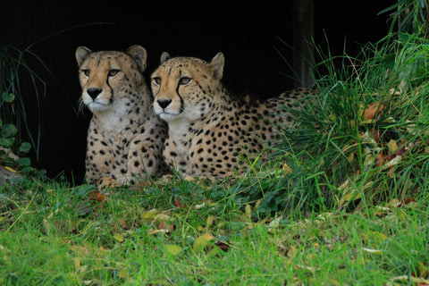 two cheetahs sitting next to each other