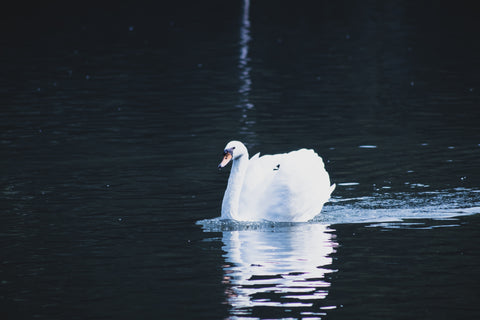 swan