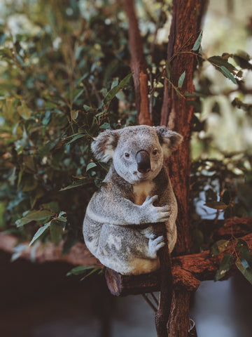 Koala in a tree