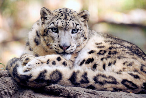 snow leopard sitting on the ground