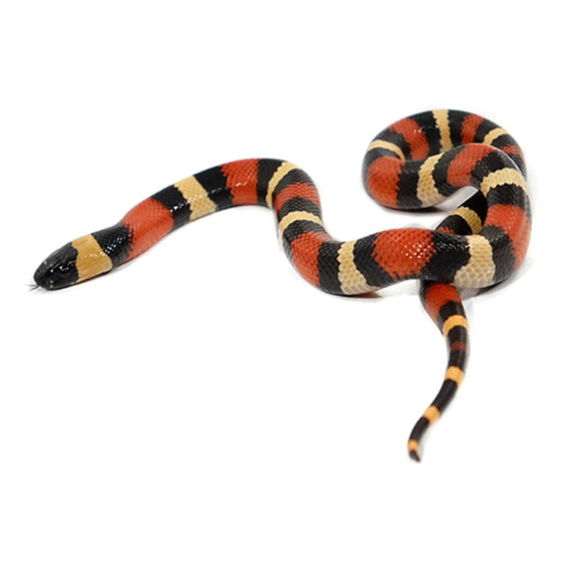 pueblan milksnake care