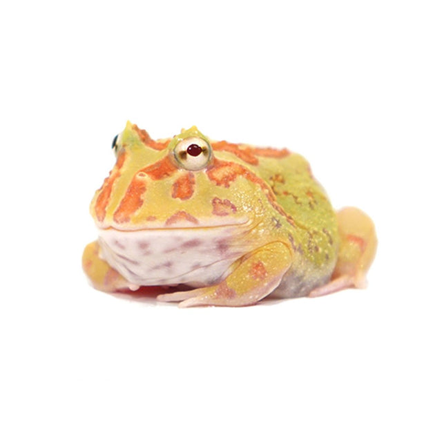 pacman frog pet