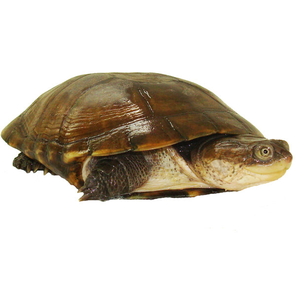 Buy African Side Neck Turtles – Big Apple Pet Supply