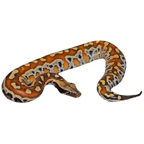 Ocelot Borneo Blood Pythons – Big Apple Pet Supply