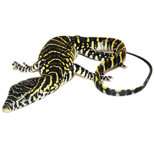 ornate nile monitor