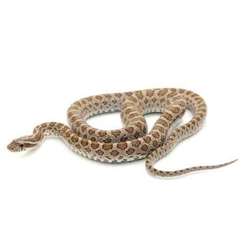 Emoryi Rat Snakes – Big Apple Pet Supply