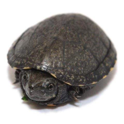 eastern mud turtle baby