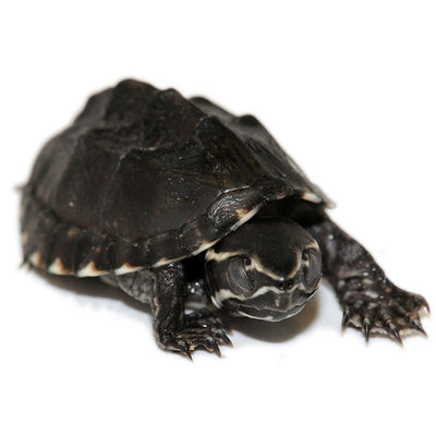 Buy Top Quality Tortoises & Turtles – Big Apple Pet Supply