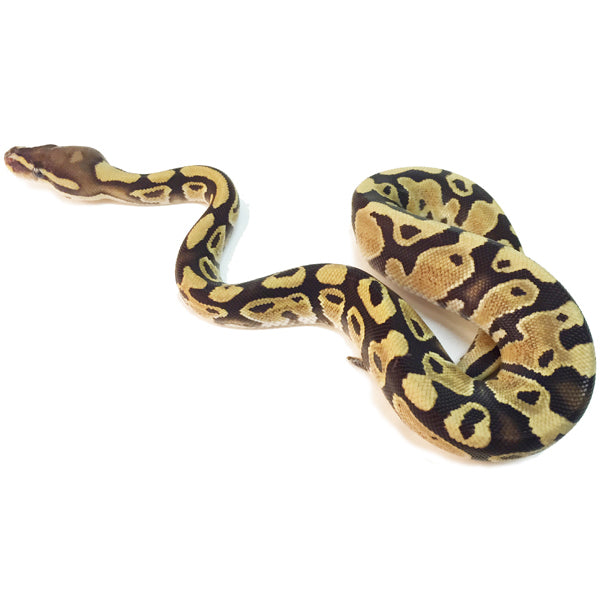 fire ball pythons for sale