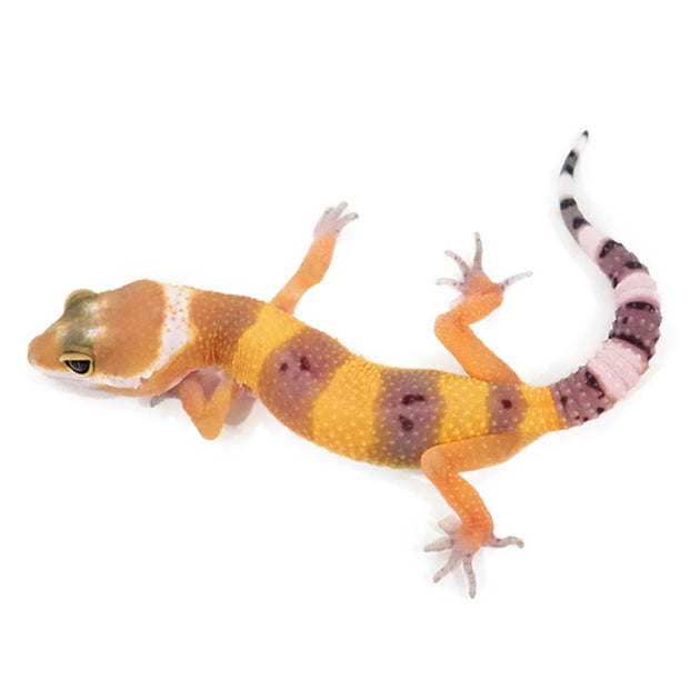 lavender tangerine leopard gecko