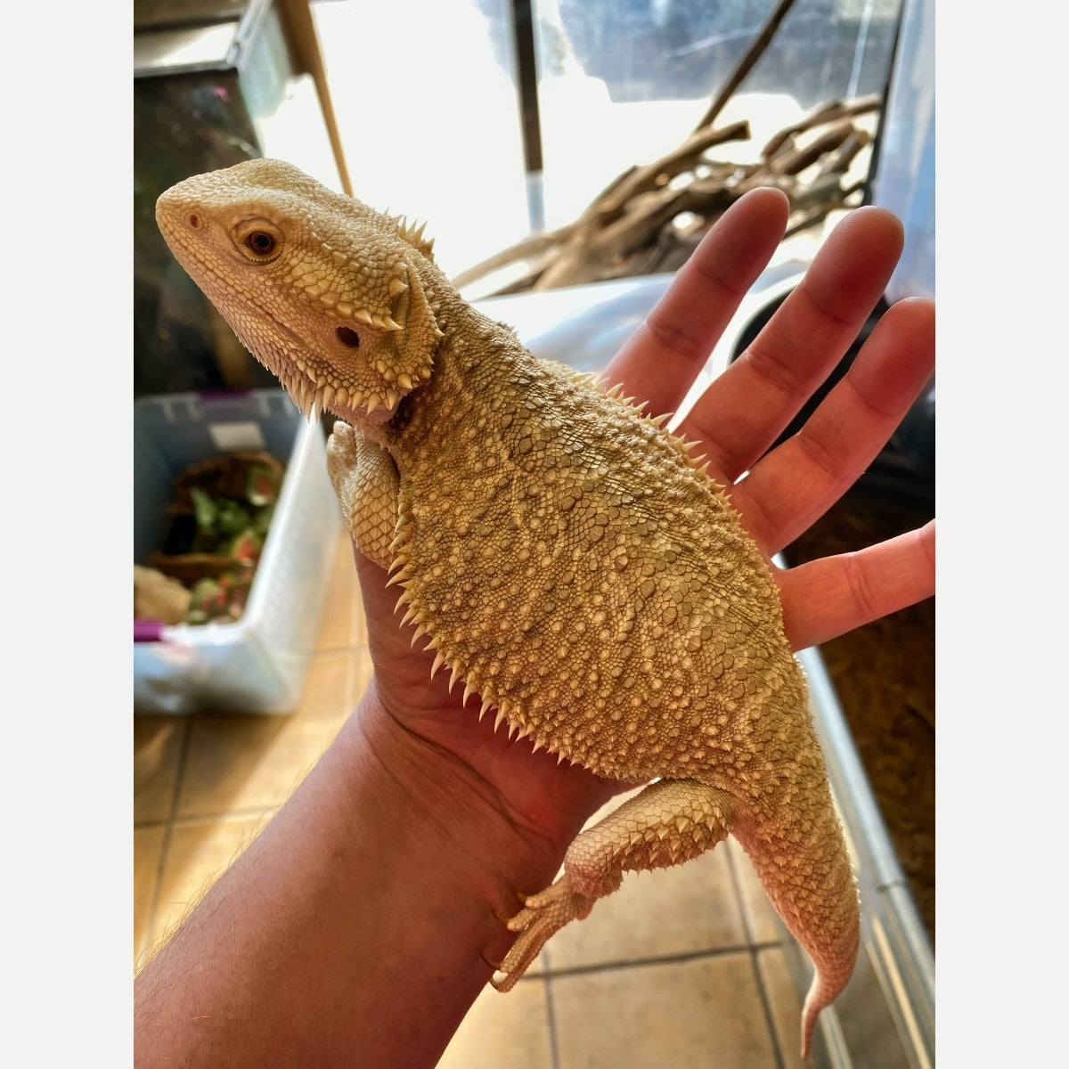 full grown bearded dragon length