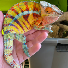 Panther Chameleon CBB Premium Juveniles- Ambilobe local – Reptile Pets  Direct