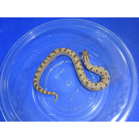 Buy Anaconda Het Artic Western Hognose Snakes - Big Apple ...