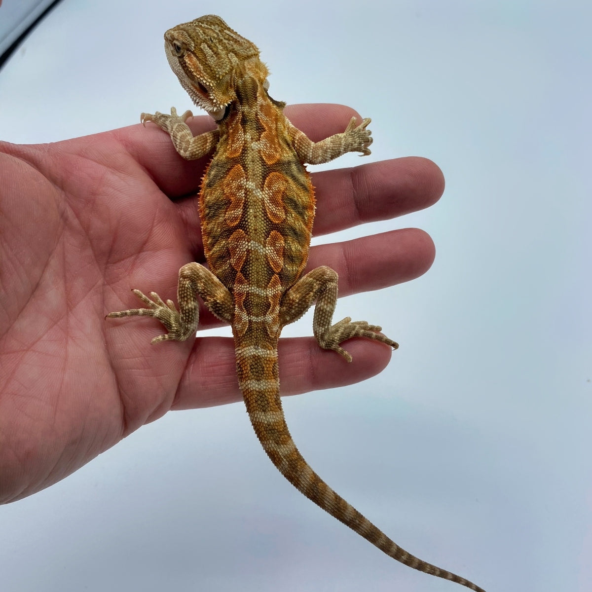 leatherback bearded dragon vs normal