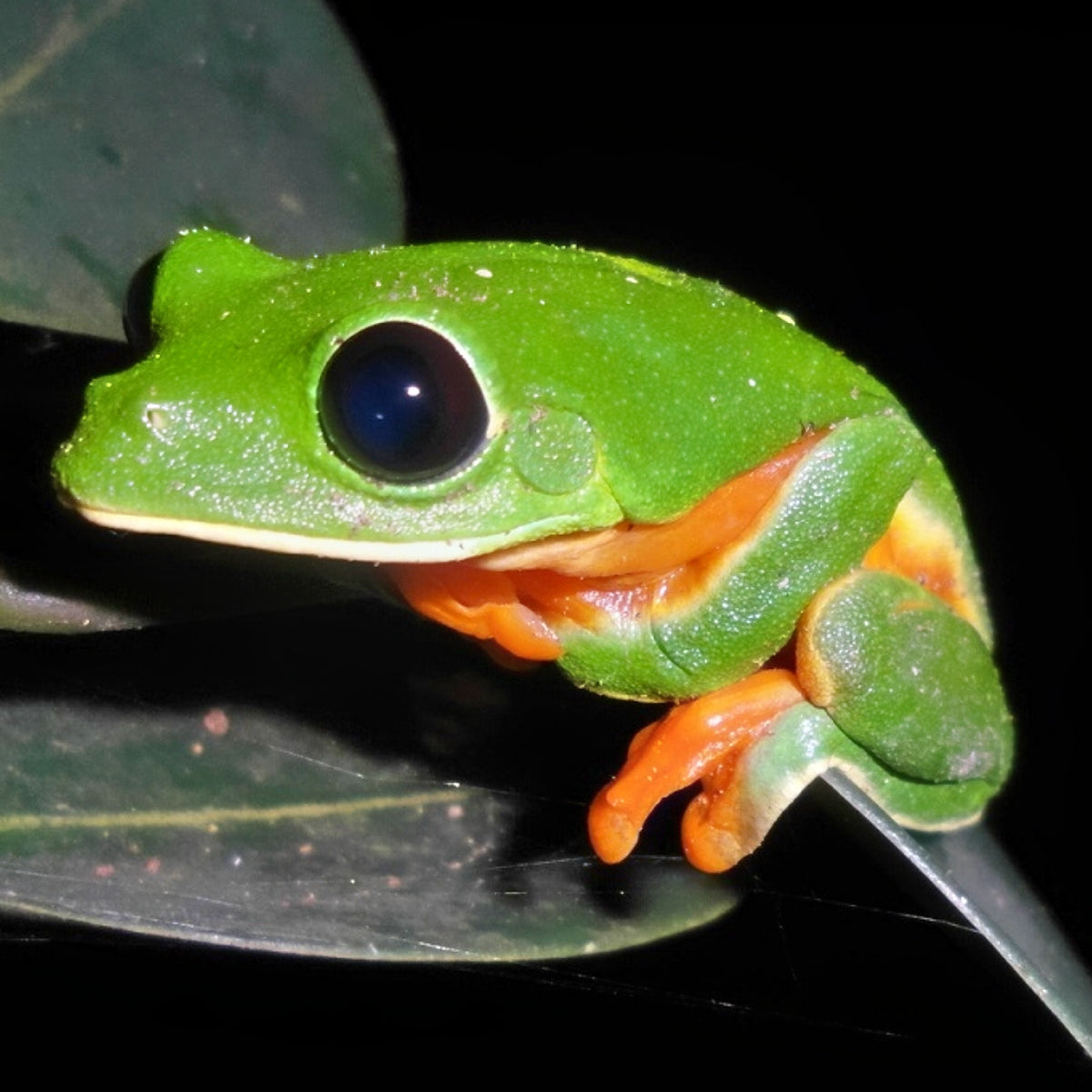 black eyed tree frog price