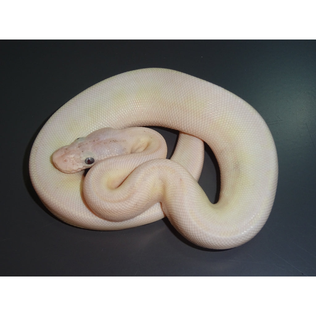 Buy Albino Pinstripe Ball Pythons Big Apple Pet Supply