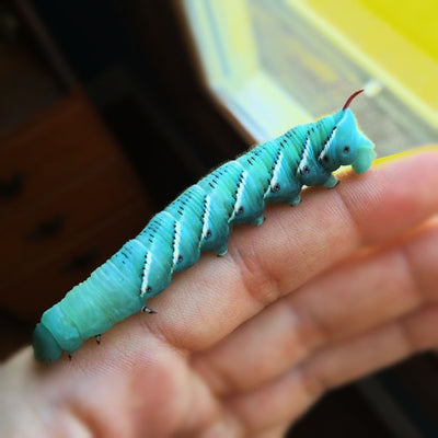 download breeding hornworms